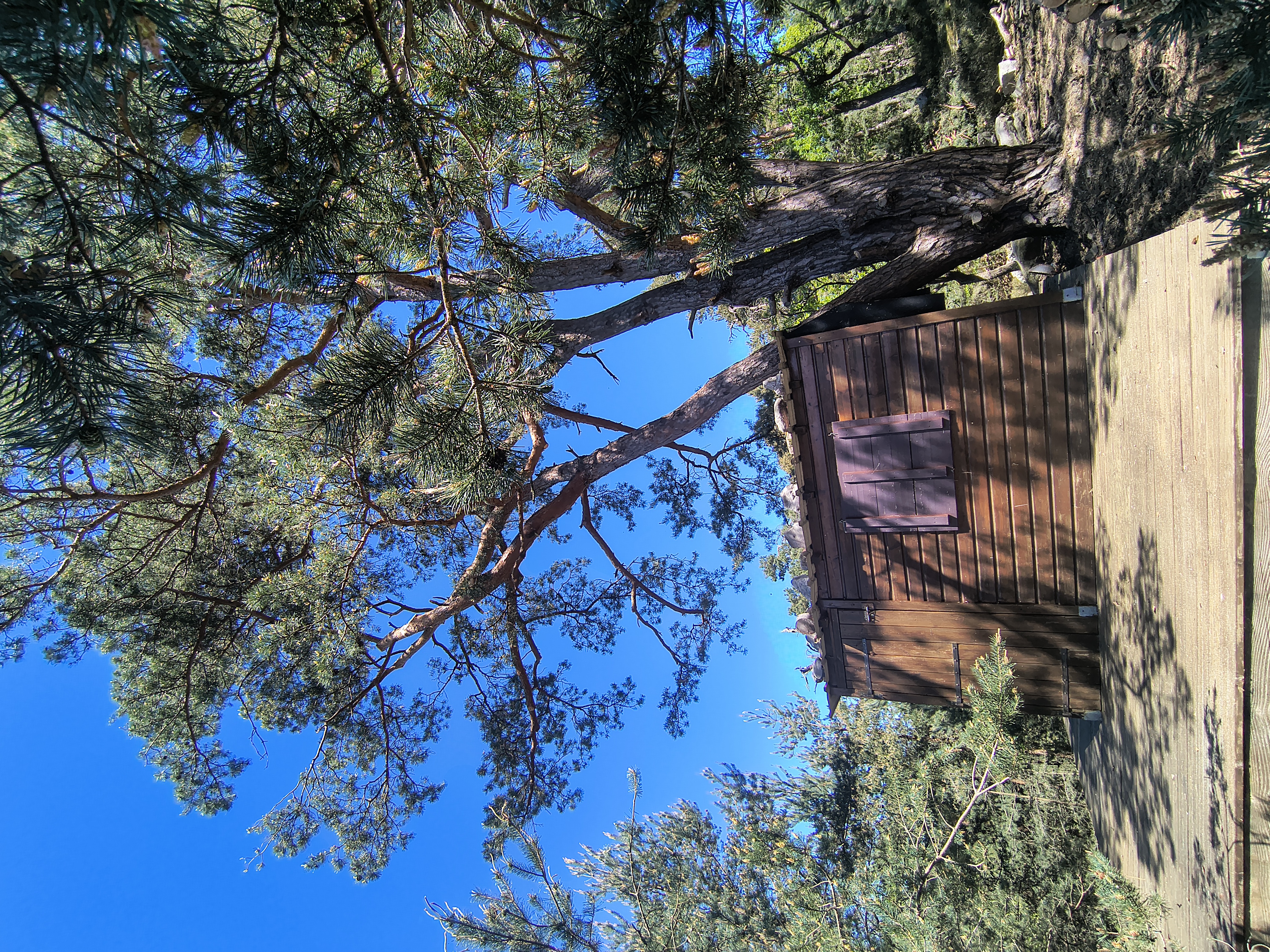 Taille respectueuse d'un arbre