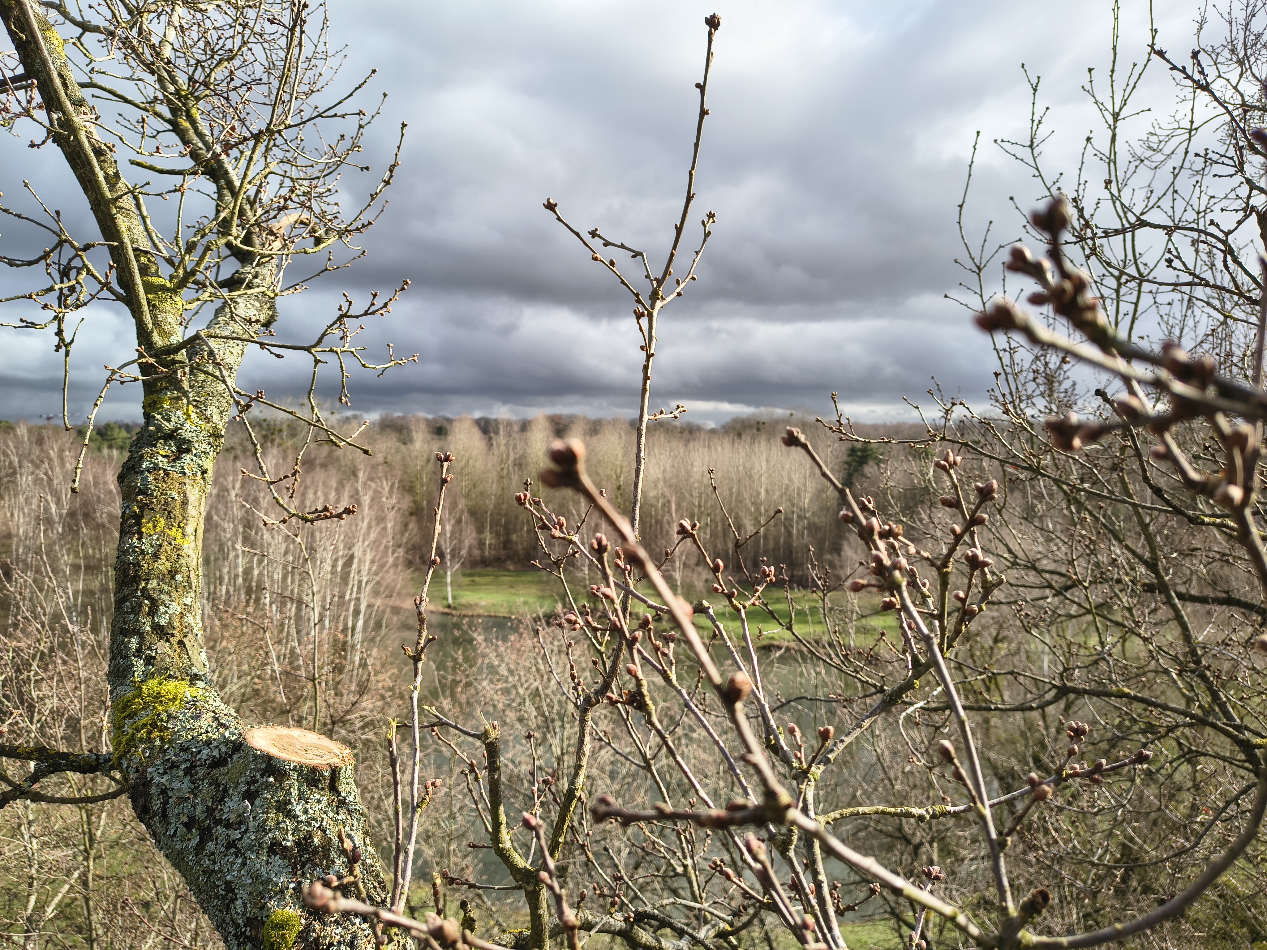Arboriste grimpeur intervenant dans un arbre