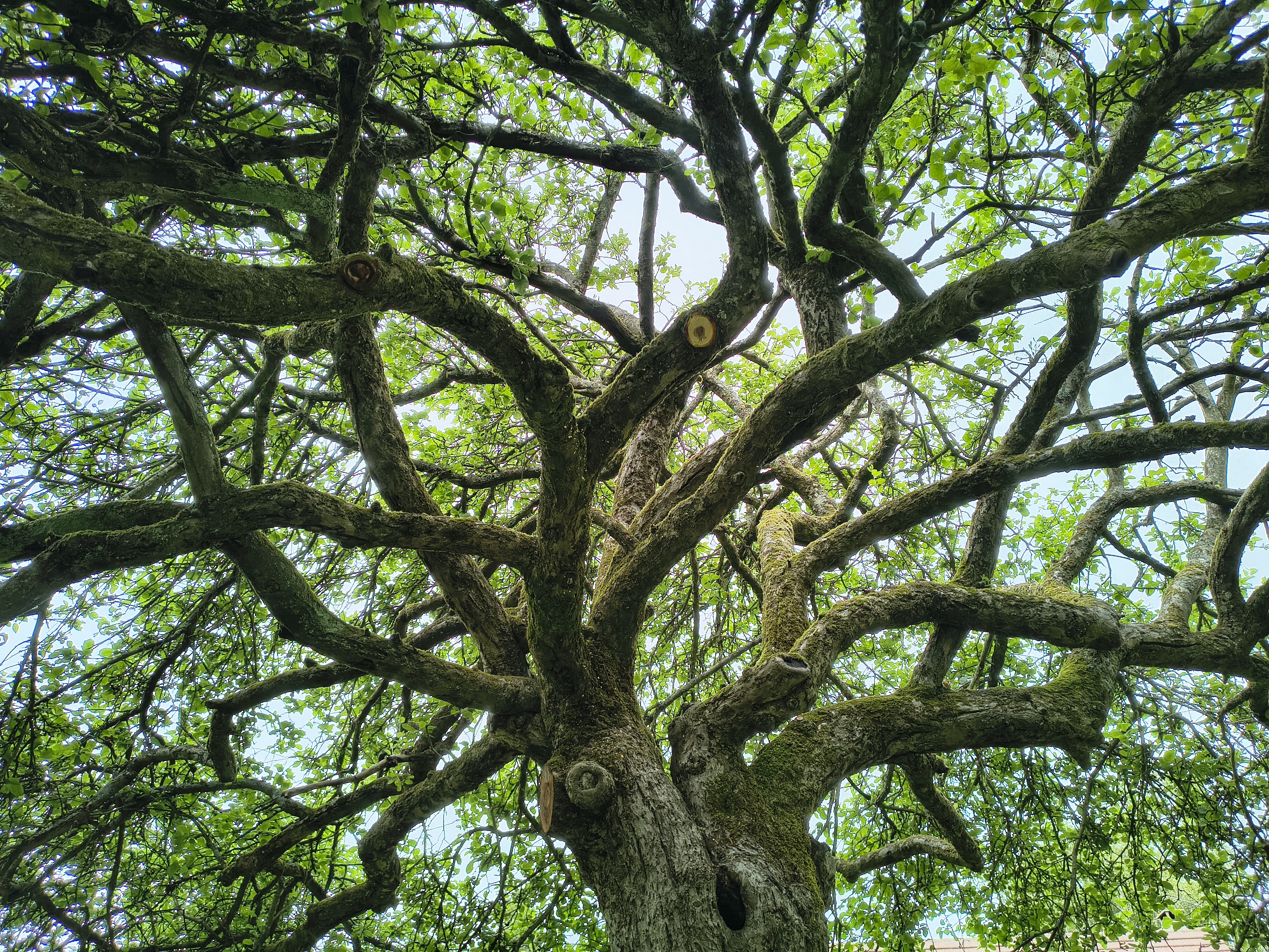 Travail de soin sur un arbre