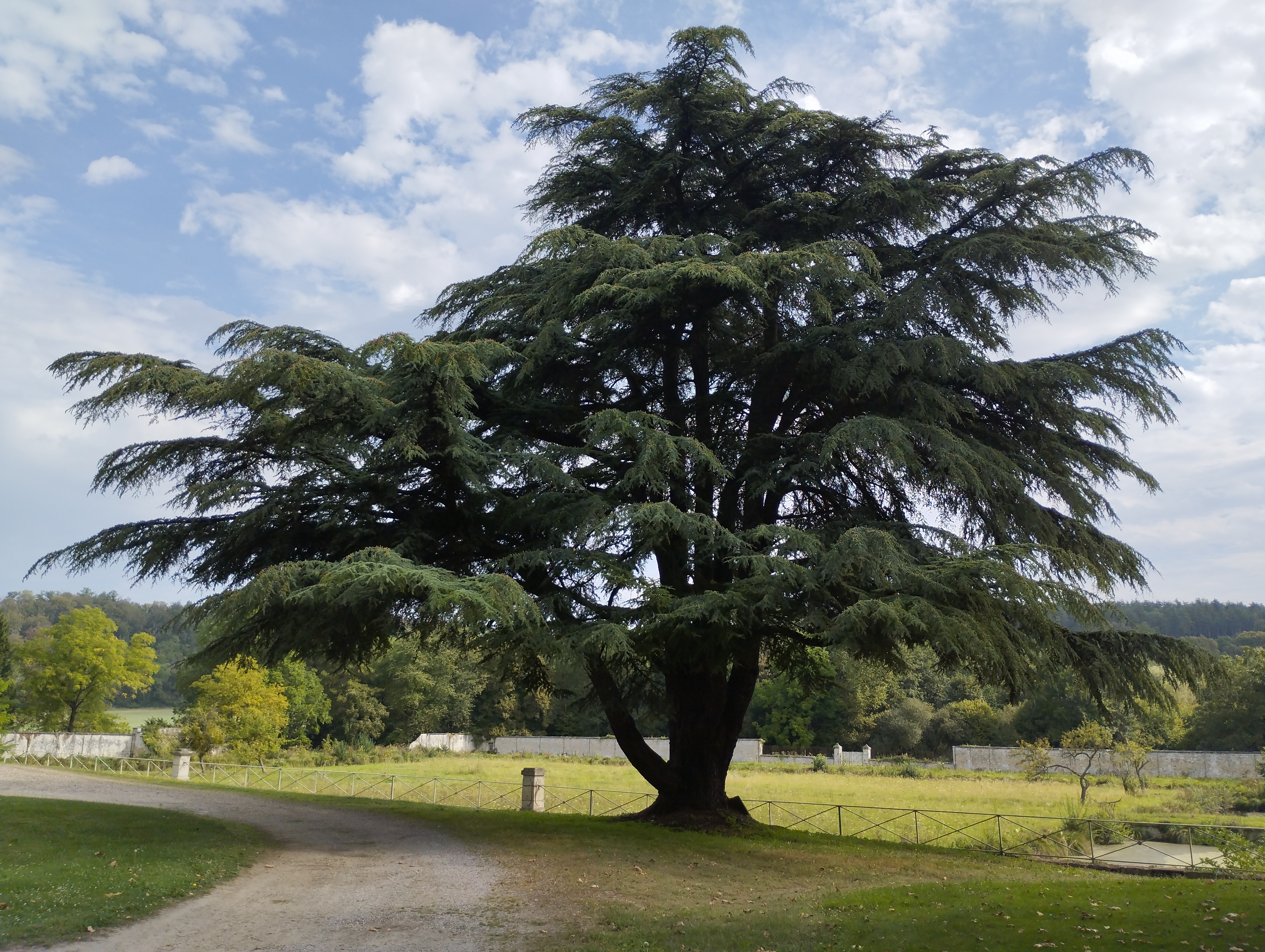Taille douce d'un arbre