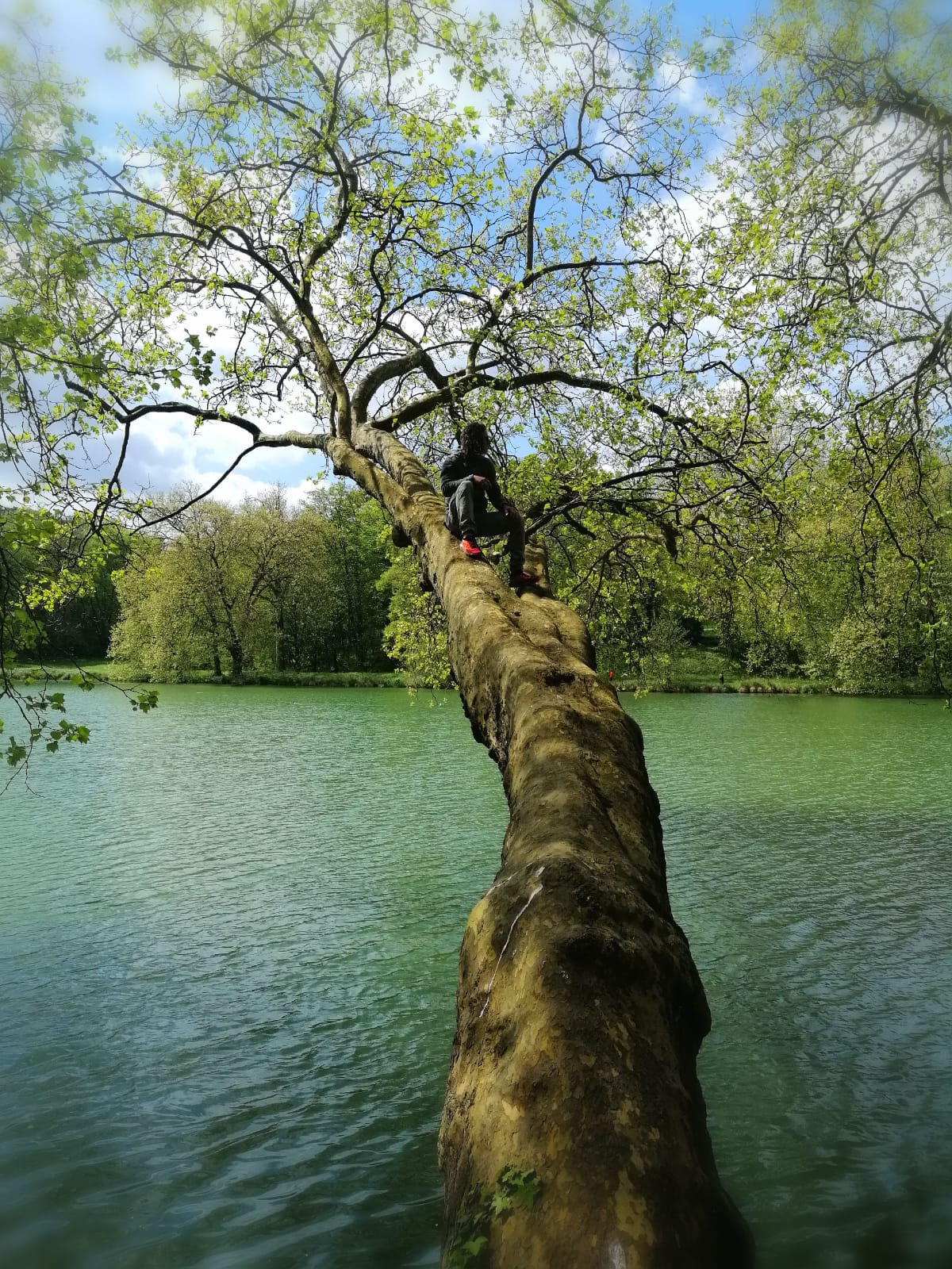 Intervention d'arboriste grimpeur
