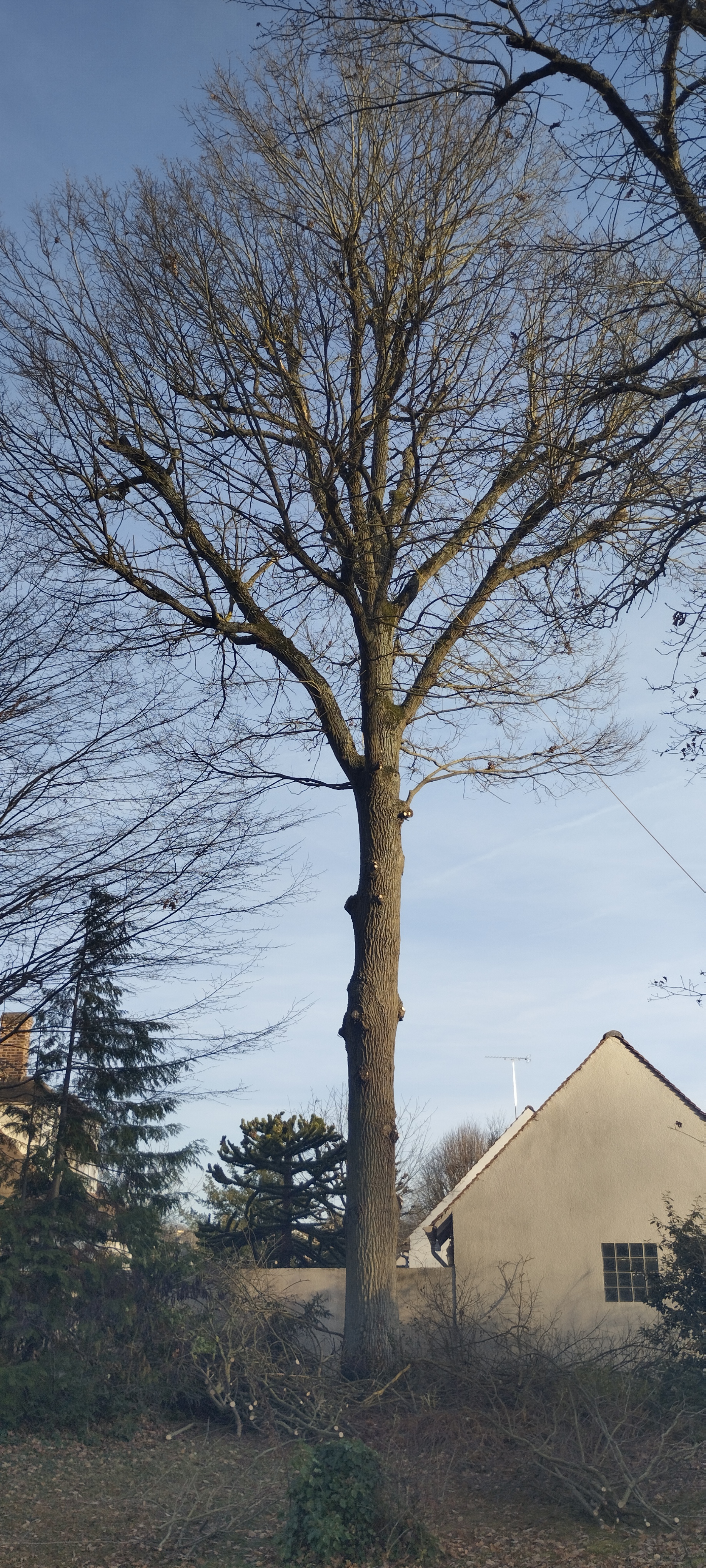Entretien d'un arbre remarquable
